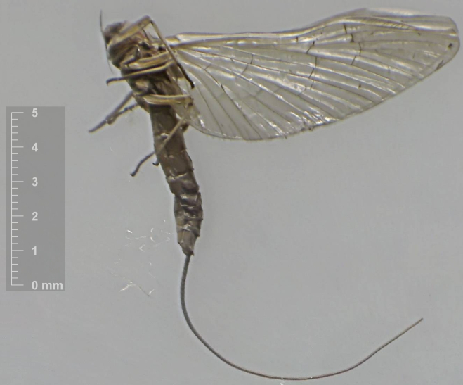 Baetis rhodani